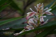 Alpinia calcarata